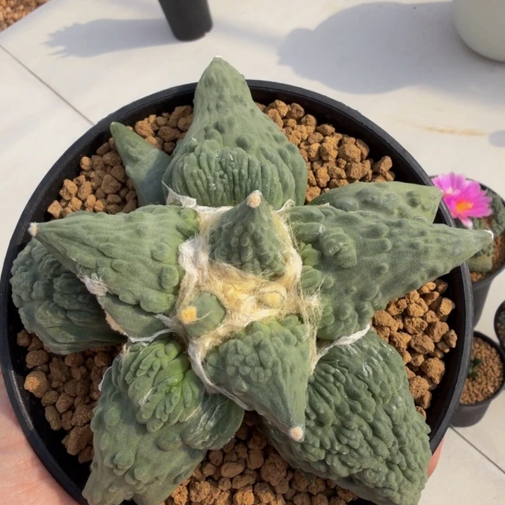 目前14cm它还是个孩子蓝龙怒