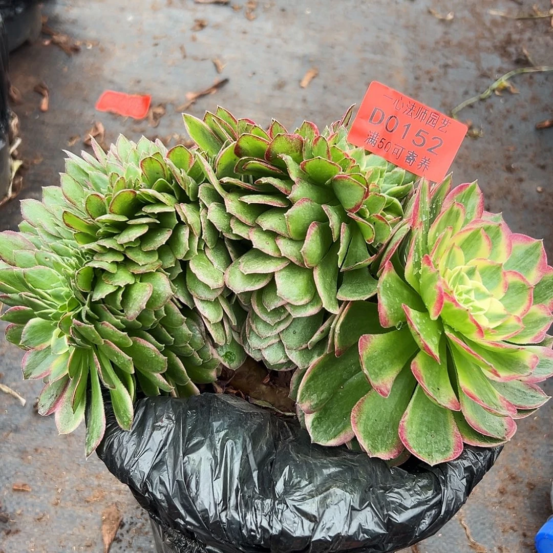 0152多肉植物海王缀