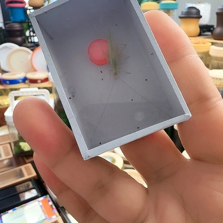 青竹2只啊啊啊啊啊