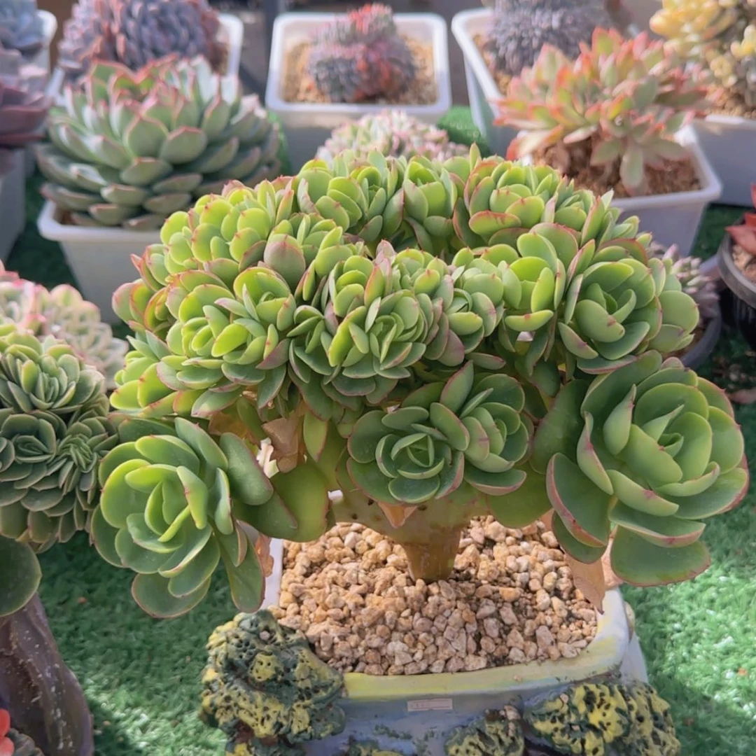 【闪购商品】柳*喵碧桃缀化499