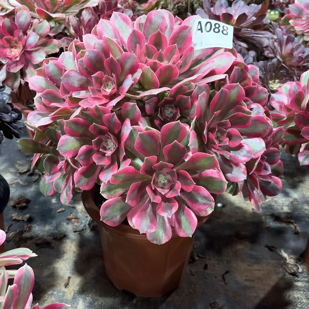 多肉植物粉女妖088多