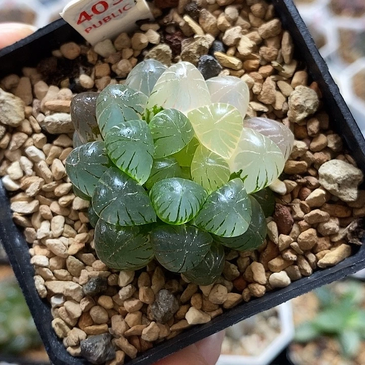 403出侧芽姬玉露锦一物一拍