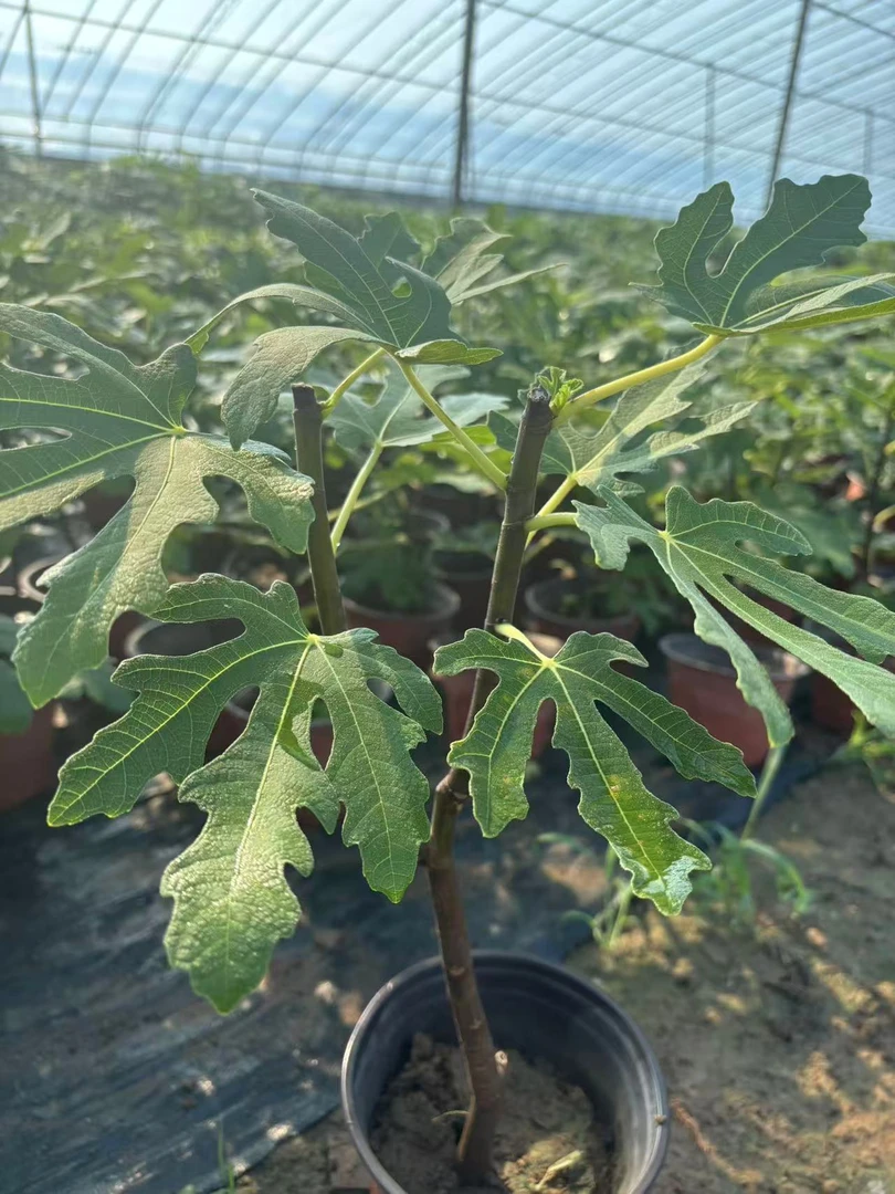 无花果庭院景观绿植四季常青美观栽培