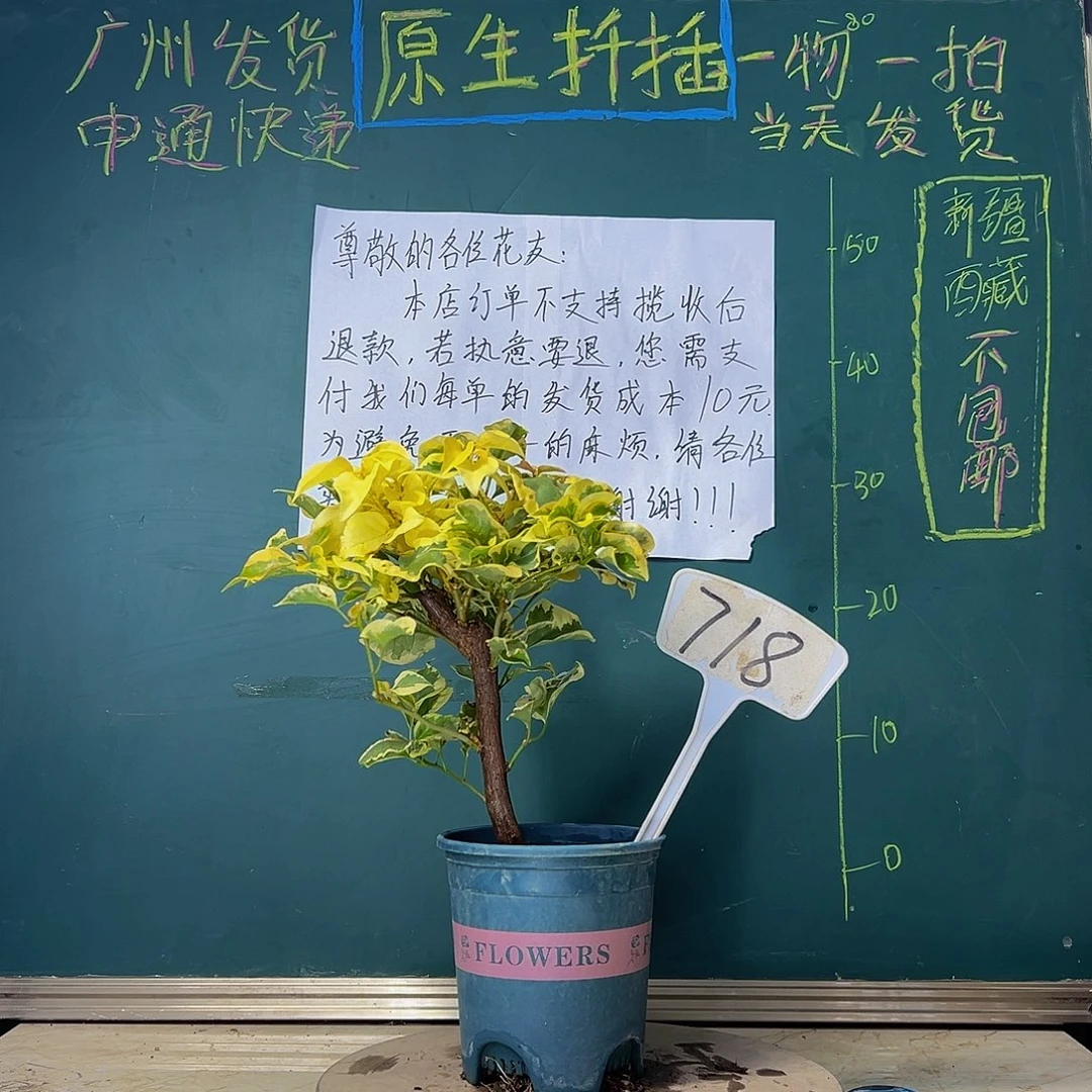当前无花栽培后可以开花  粗杆  橙冰 有冰枝  718