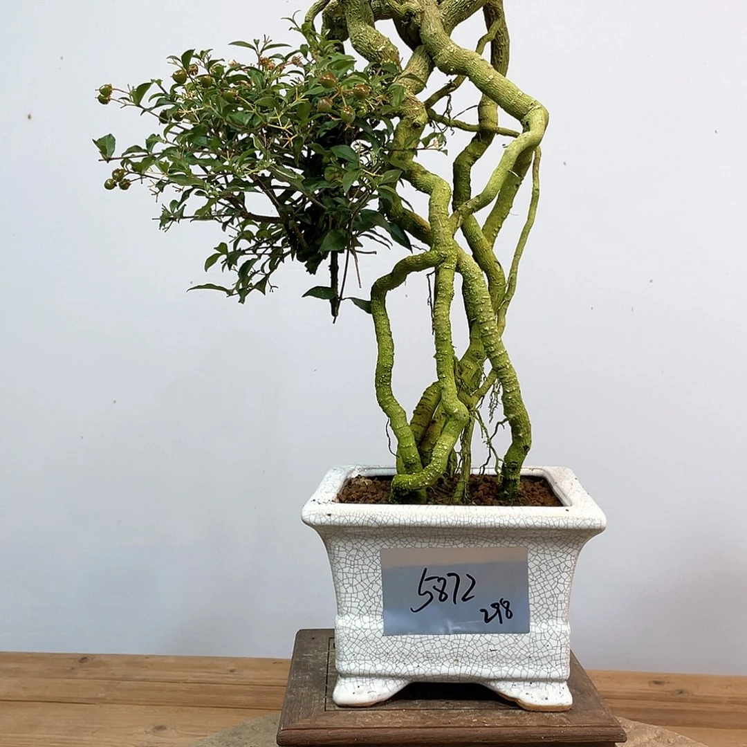 李氏樱桃高度47厘米左右