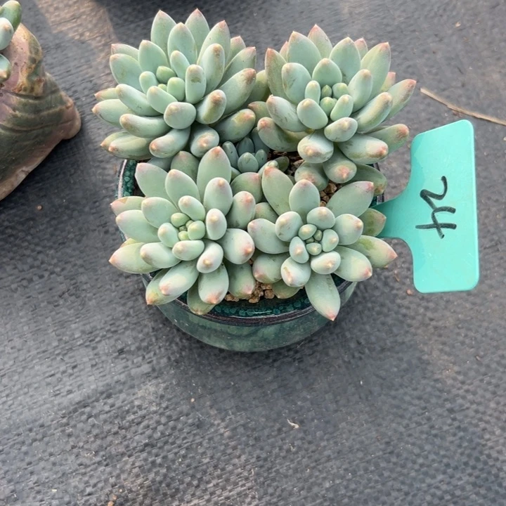 无花朵仔*多肉植物等野生植物资源和