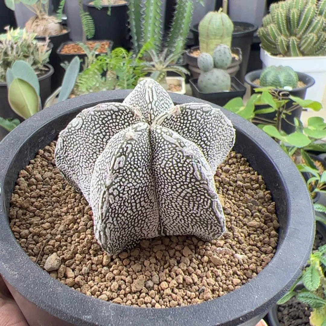 恩冢鸾凤玉实生5.2一物一拍带盆发