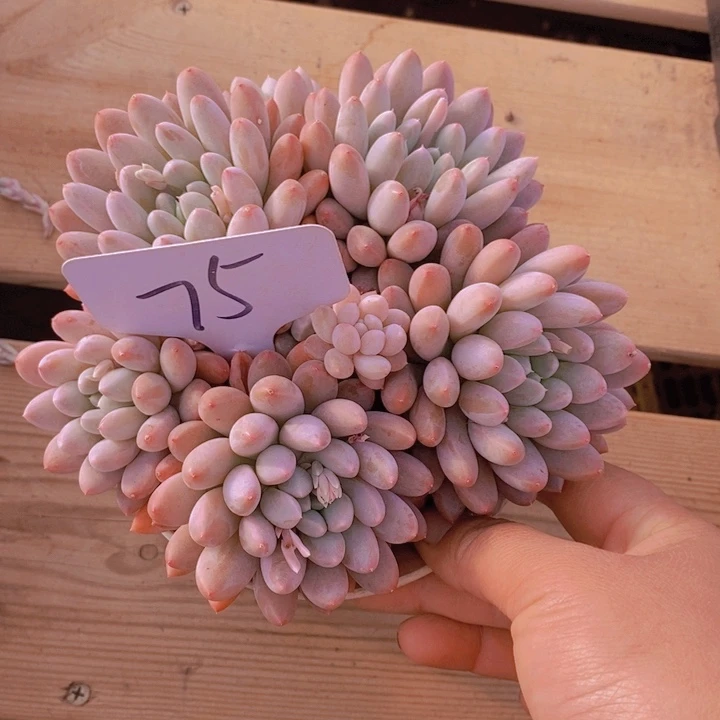 风**人这个时候应该可以做