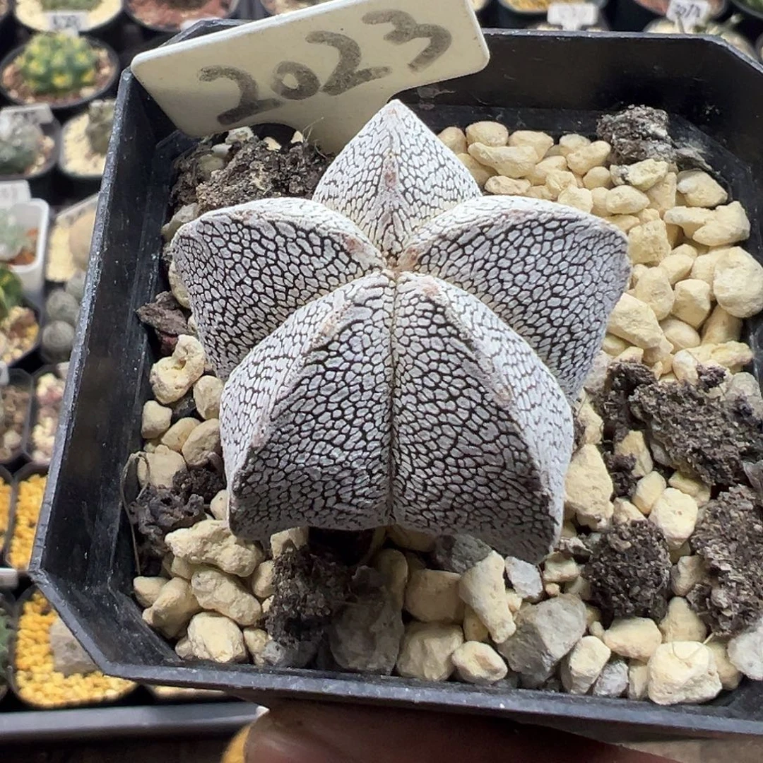 2023恩冢鸾凤玉实生仙人球