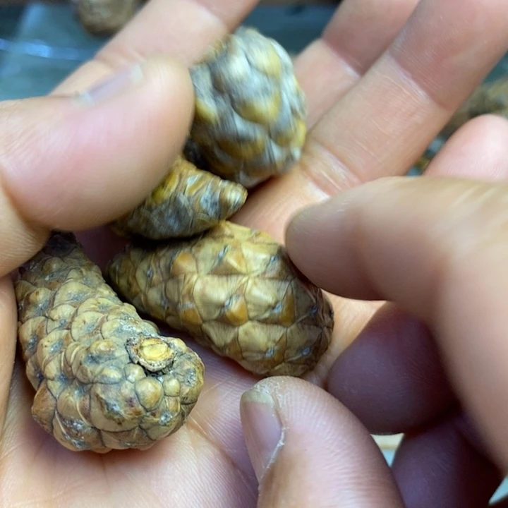 桃核吊坠龙鳞凤爪32