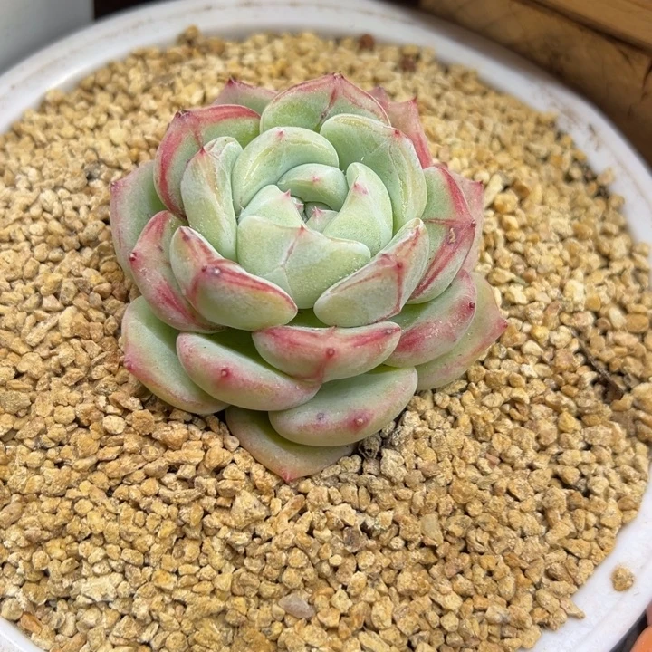 云***月长相思 单头 夏鸣园艺