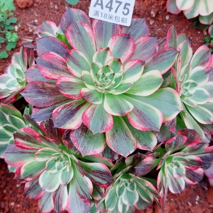 多肉法师伯爵朵朵