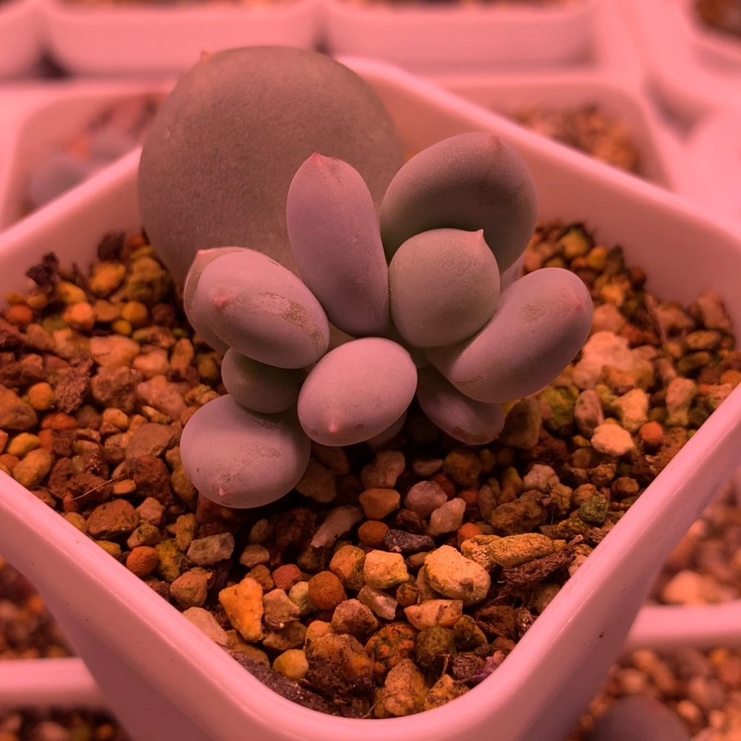 多肉植物一物一拍 小妖怪 段段不可