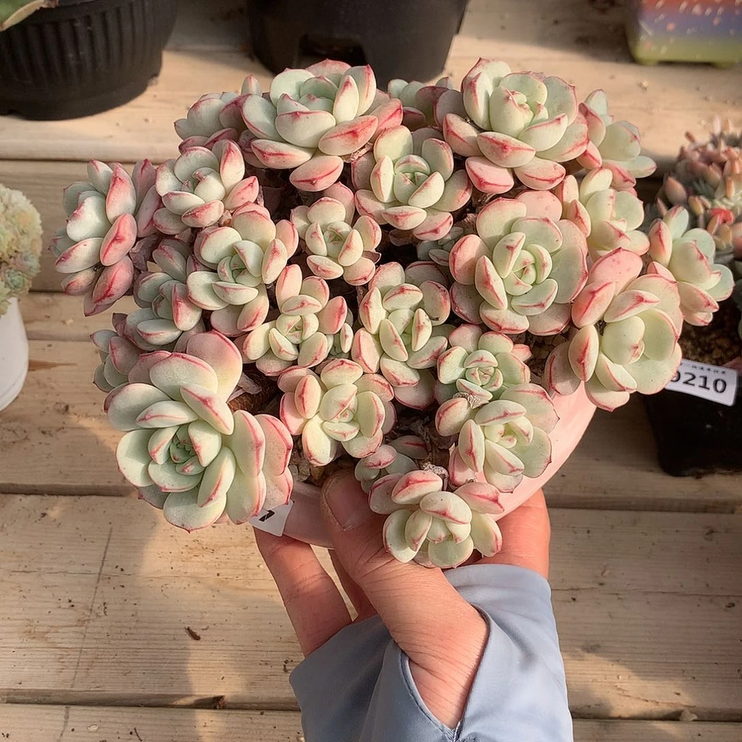 137香草多肉一颗20厘米