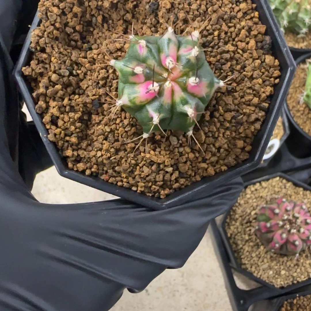 泰系名品侧芽磨砂玻璃