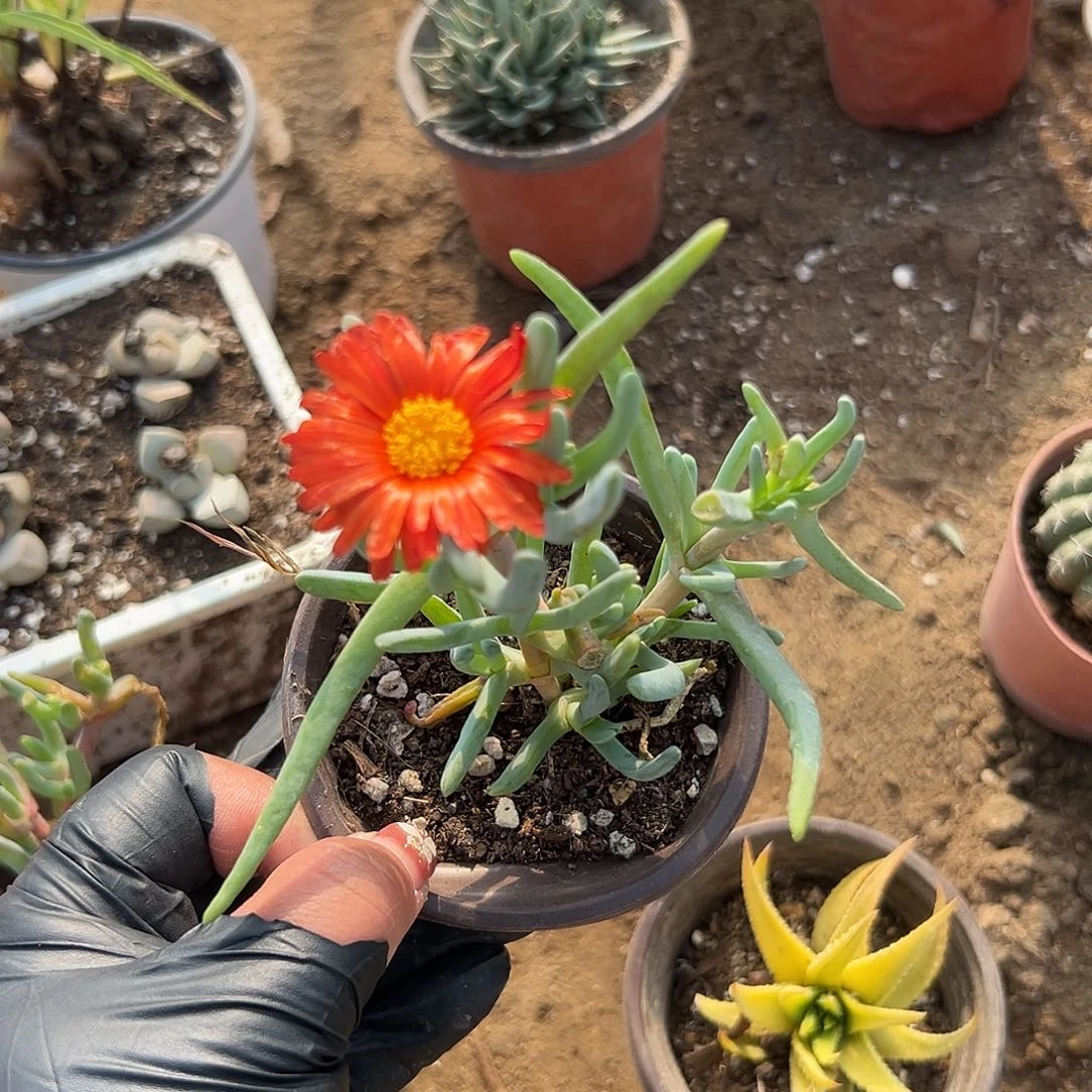 多肉植物多肉植物