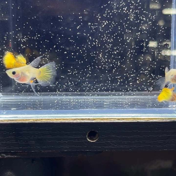 孔雀鱼金头野生色基因