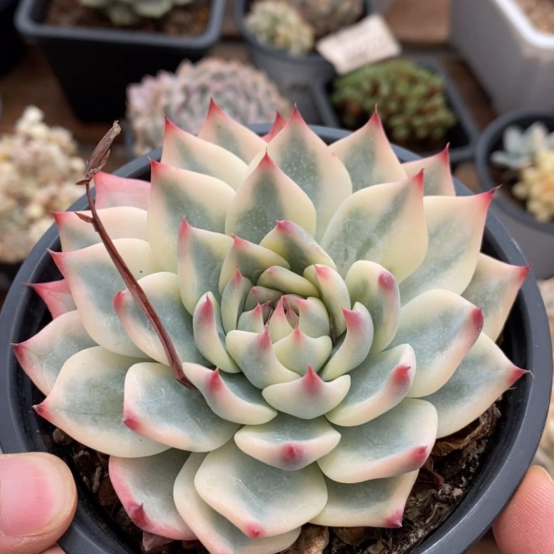 吉娃娃锦多肉植物0472（寄养代出）