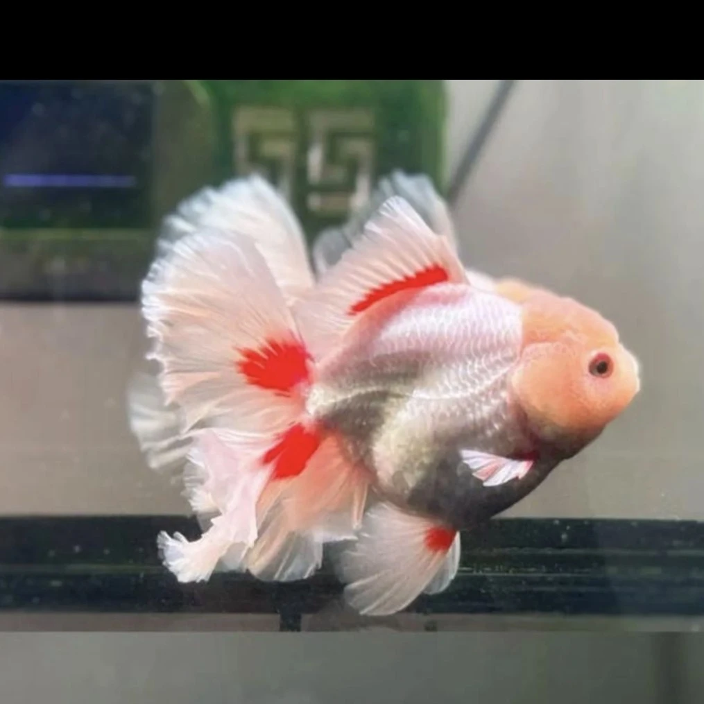 原泰泰狮 玛丽 百褶将军金鱼观赏鱼冷水鱼好养耐活淡水鱼宠物鱼苗