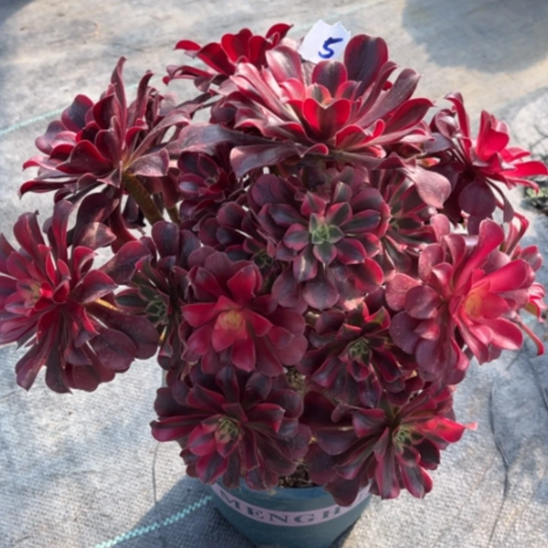 【闪购商品】5美杜莎多肉法师