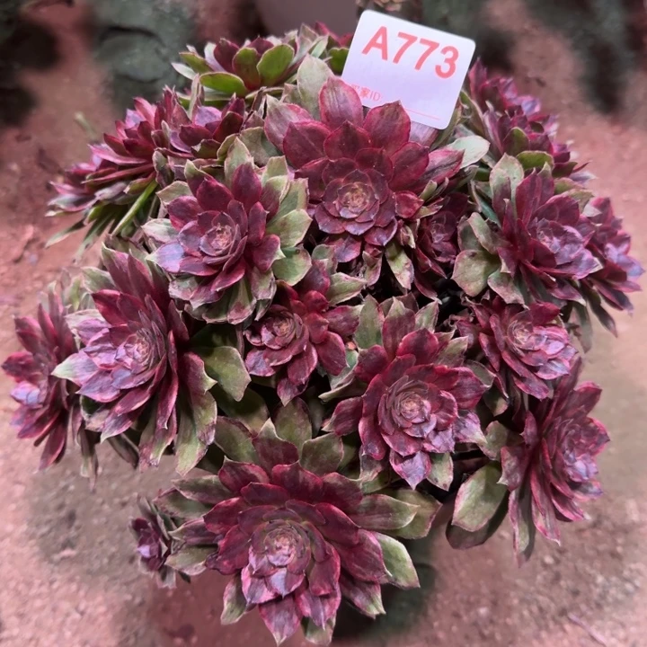 万圣节红拉丝773多肉植物冠服28