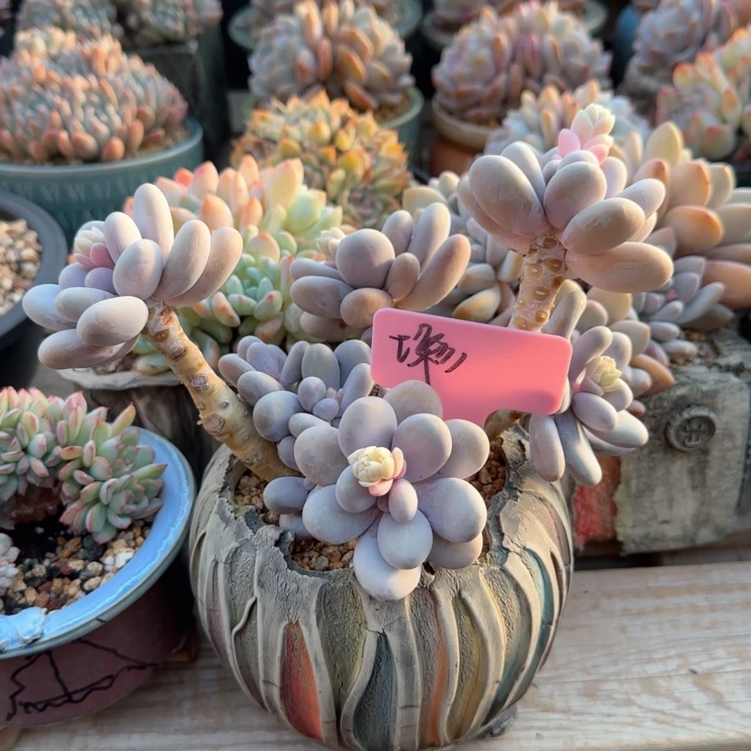 奶酪老桩五十包邮