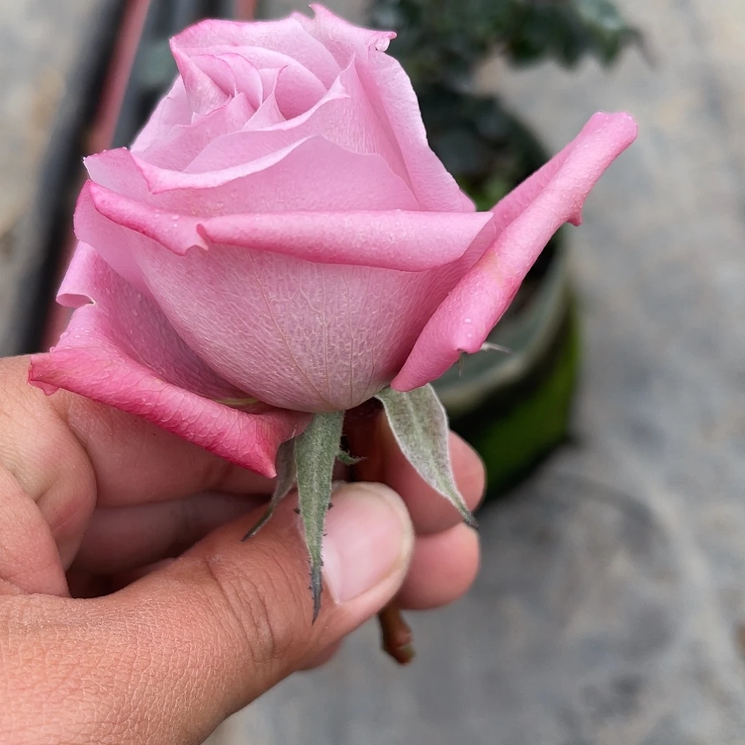 无花朵——-镜稠 福利款