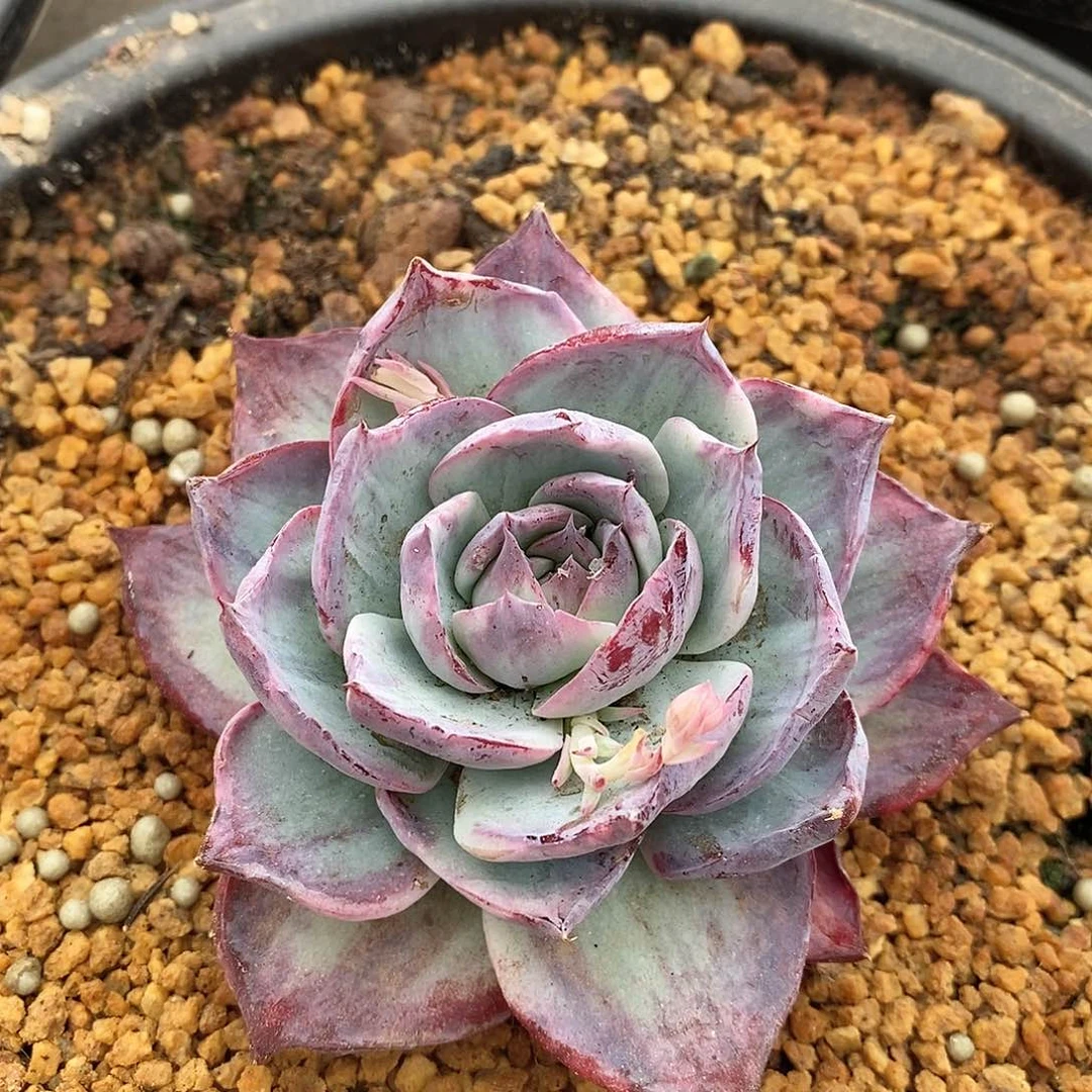 石化惊鸿仙子，单头宽叶，12345665