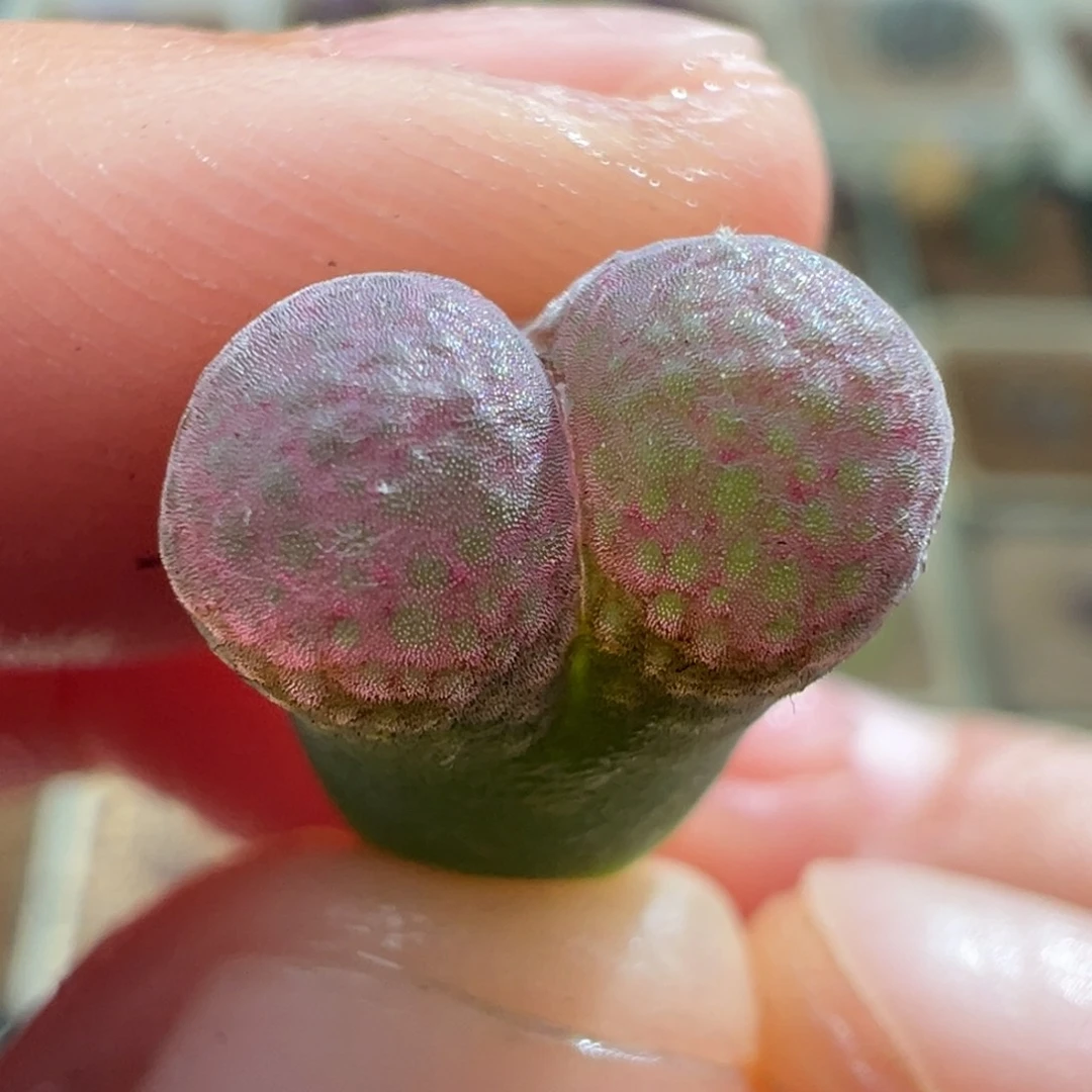 176/优选2.5年青蛙种源流沙。