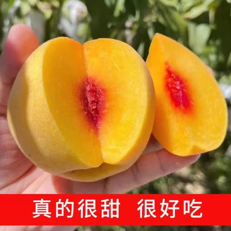 【锦绣黄桃】荆州露天黄桃4.5斤原产地果园好吃鲜嫩水果包邮