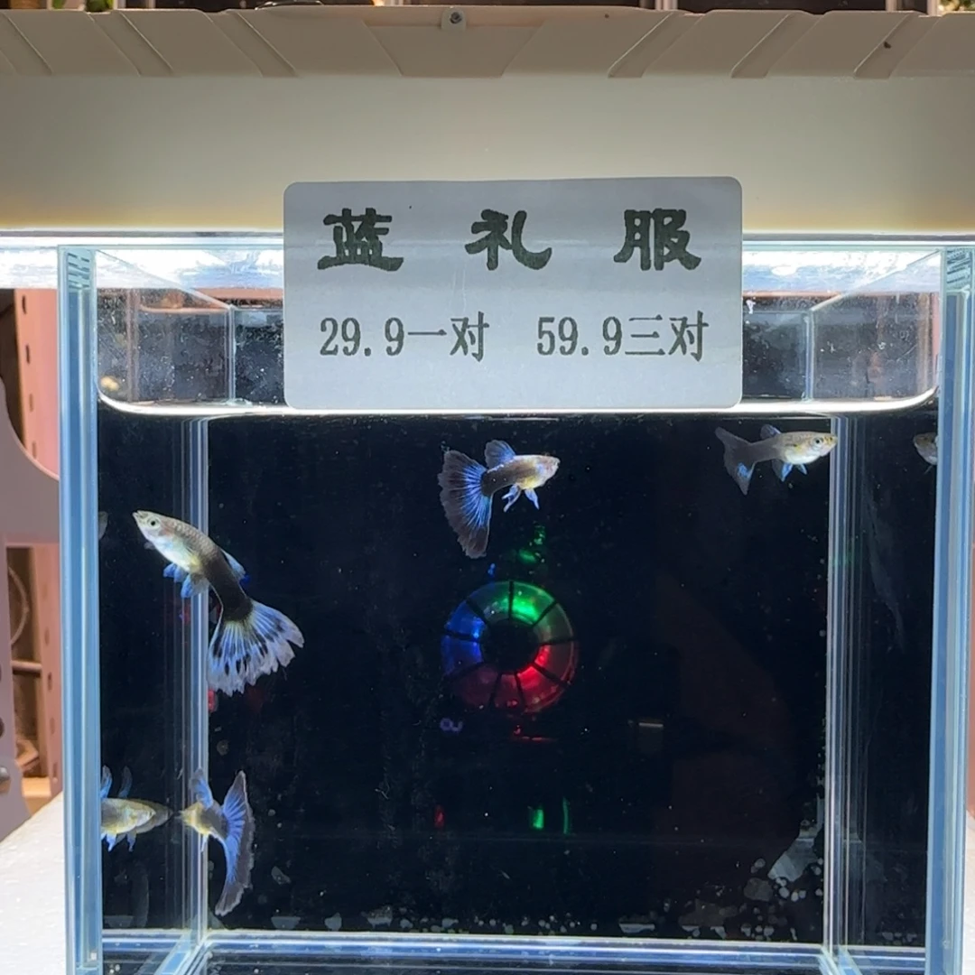 孔雀鱼数量有限，先到先得手慢无