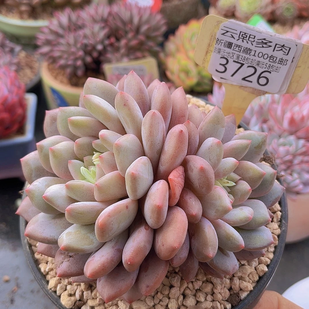 3726半夏多肉植物