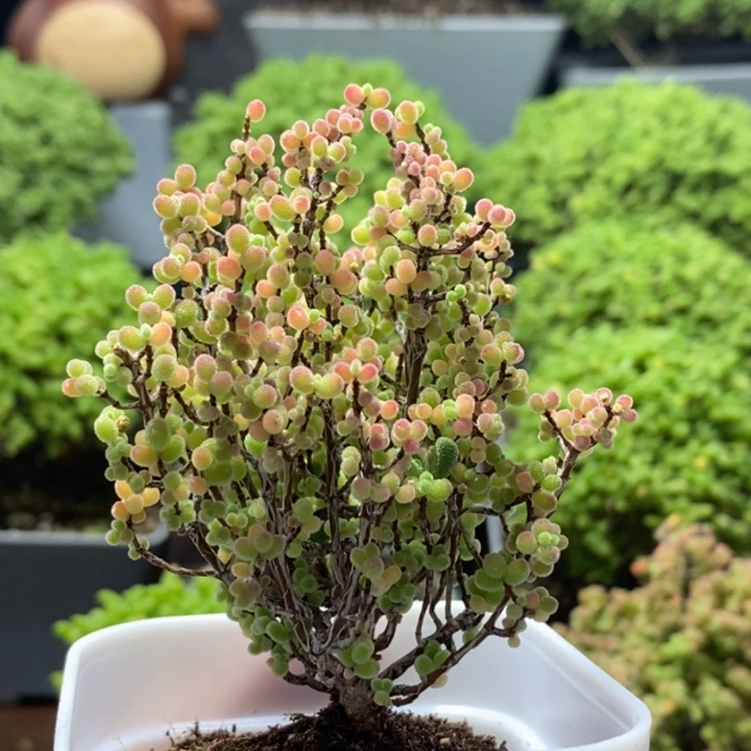 一***白蜜橘糖球8263枝干番杏