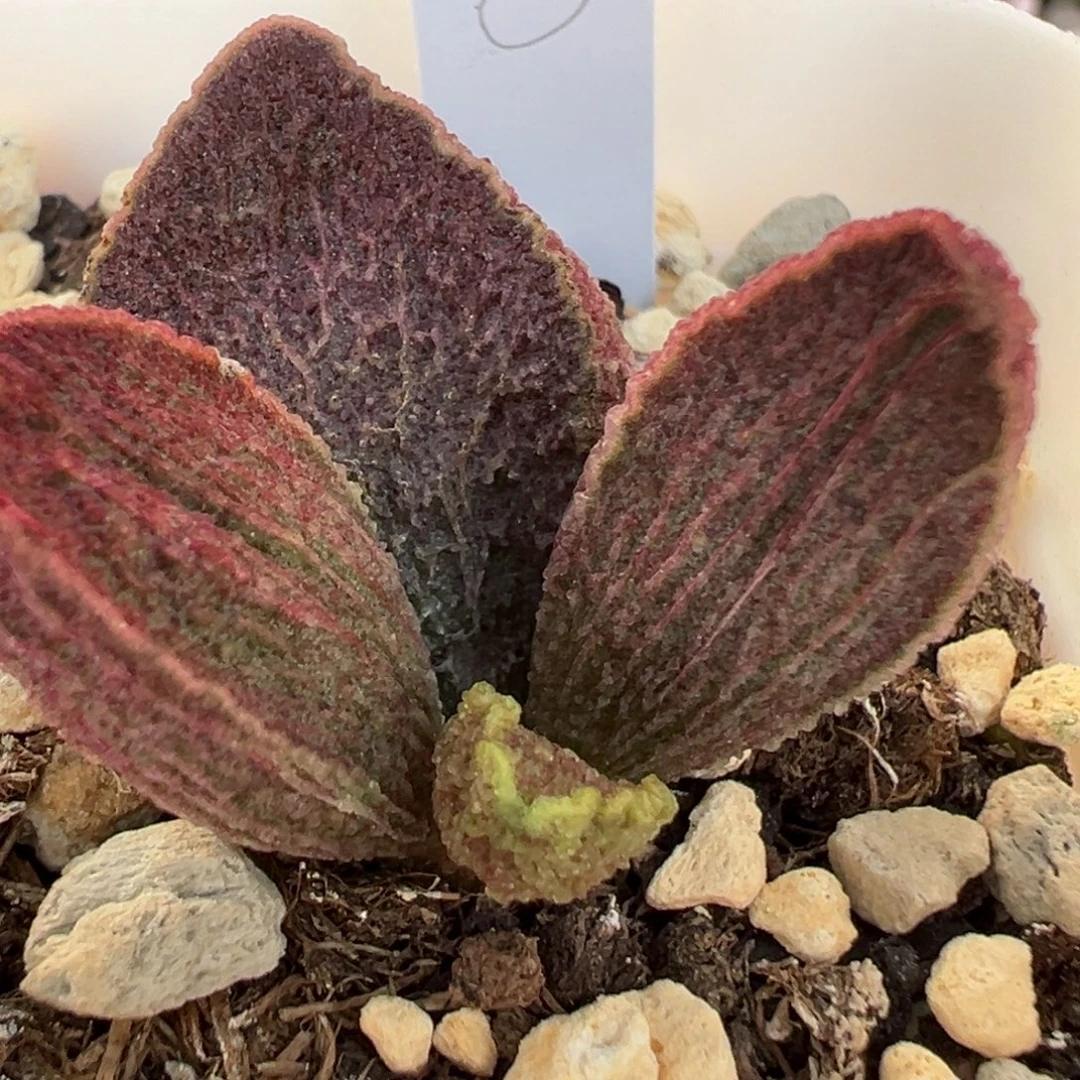 实生新品大苗多肉植物水泡