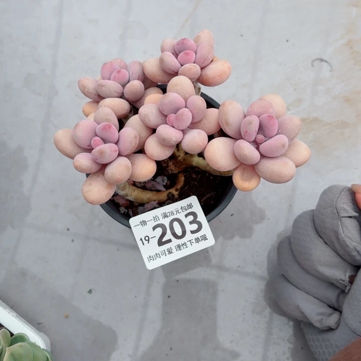 桃蛋无盆土发货多肉多肉无