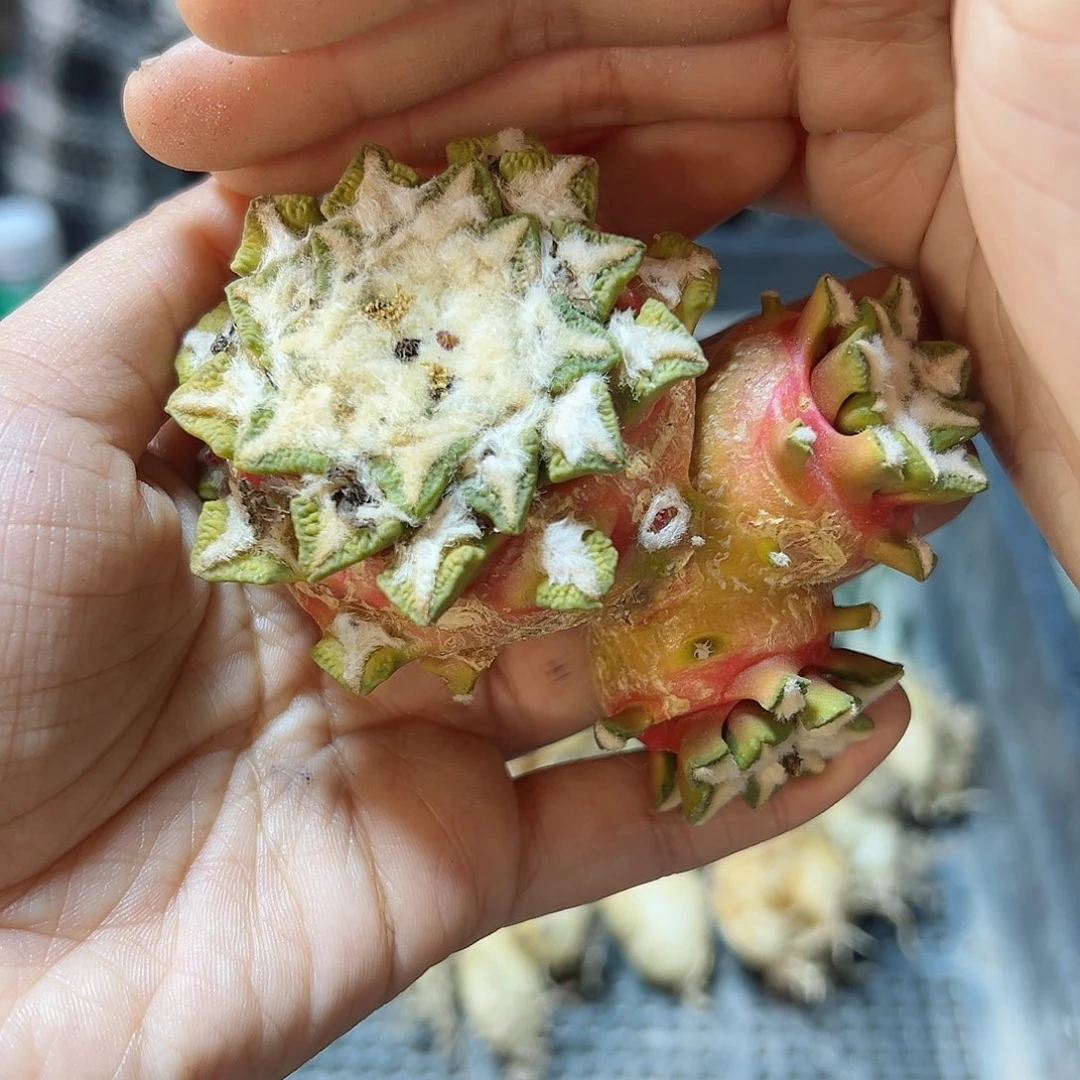 3号大尤黄体馒头黑无根8.6公分