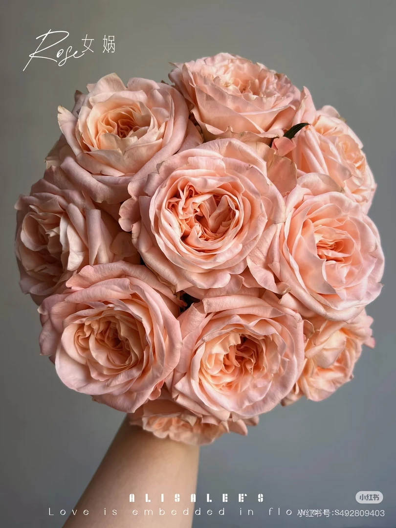 【好物鲜花】女娲20支两单包邮