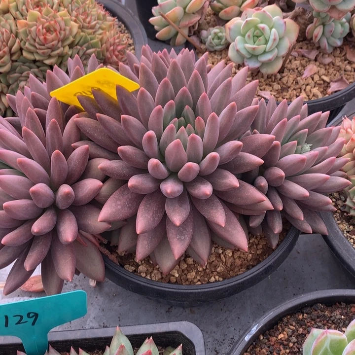 多替自己误727277228