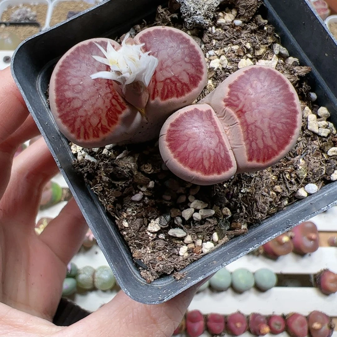 【闪购商品】338 菊