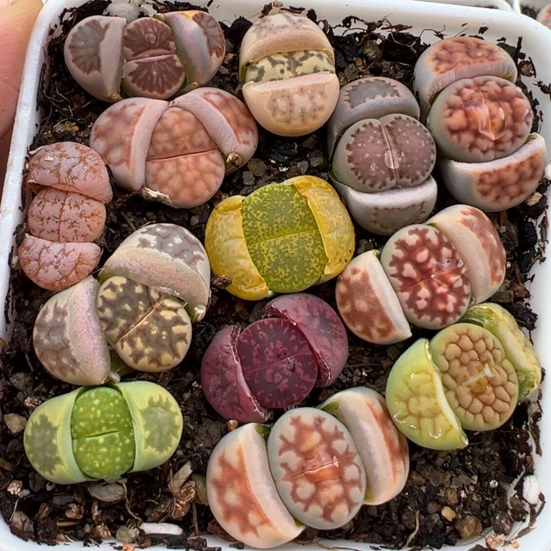 2.16好看的多肉805