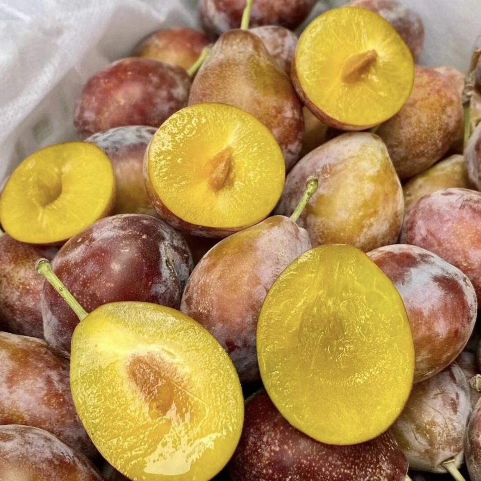 【智利】1勾海运西梅新鲜应季水果2斤/4斤