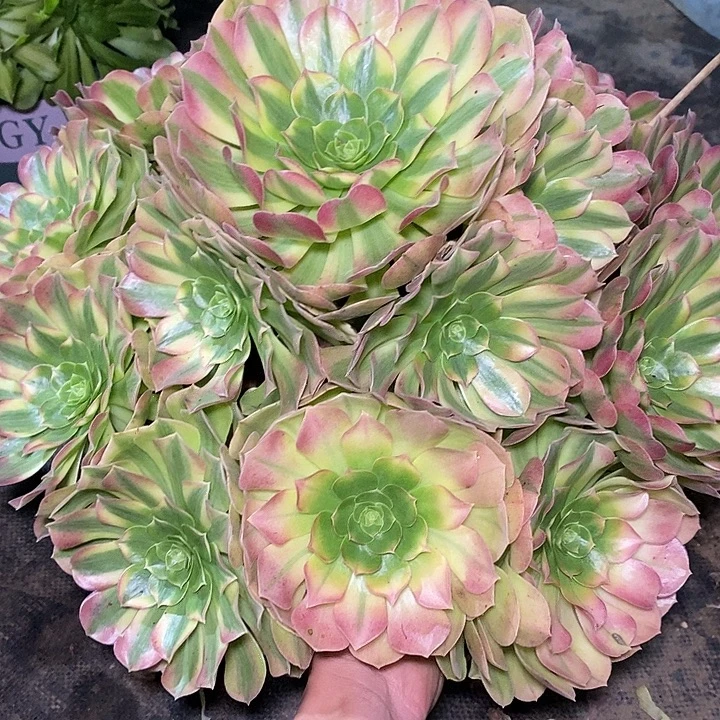 多肉植物保护研究所