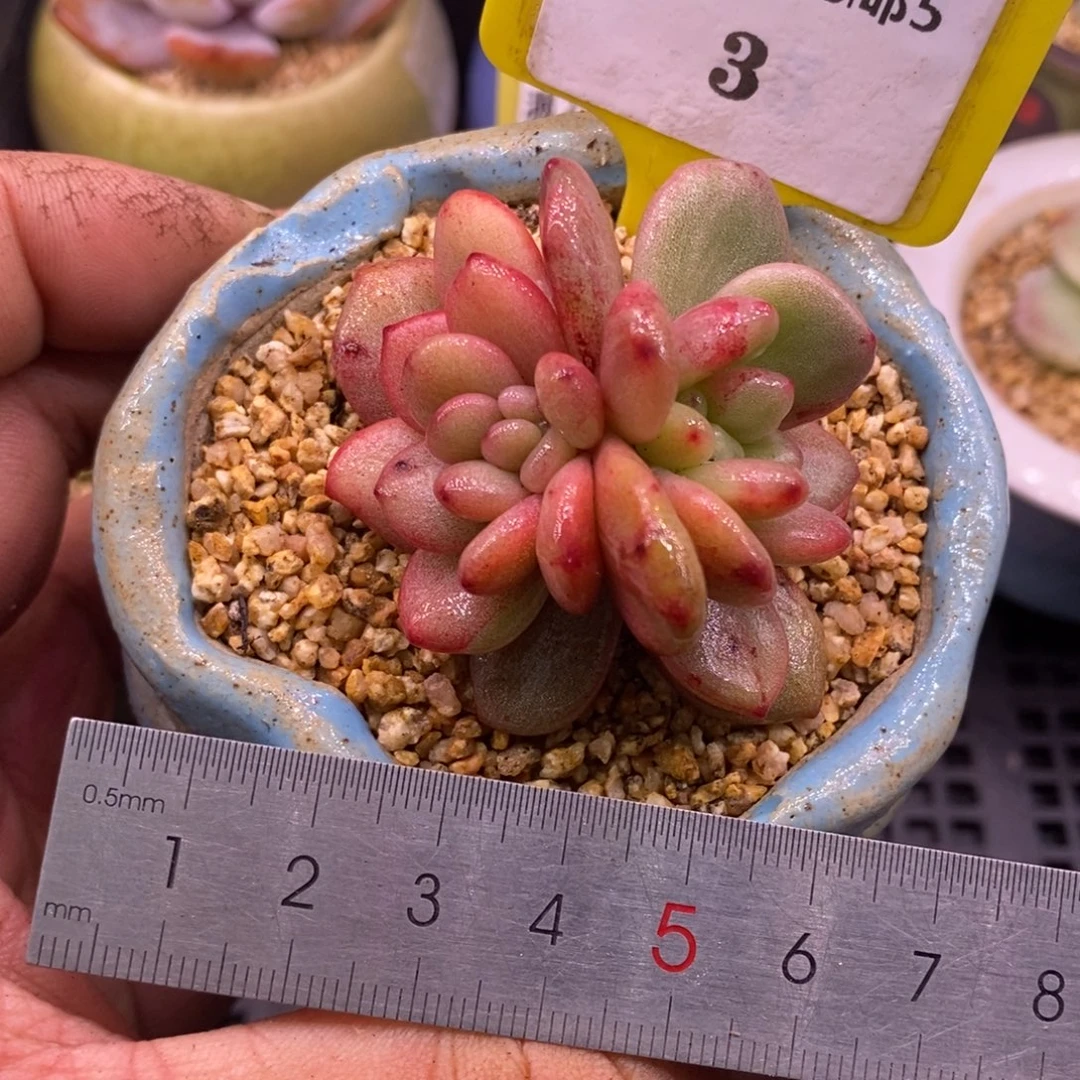 53橙子变异分心双色拉丝锦