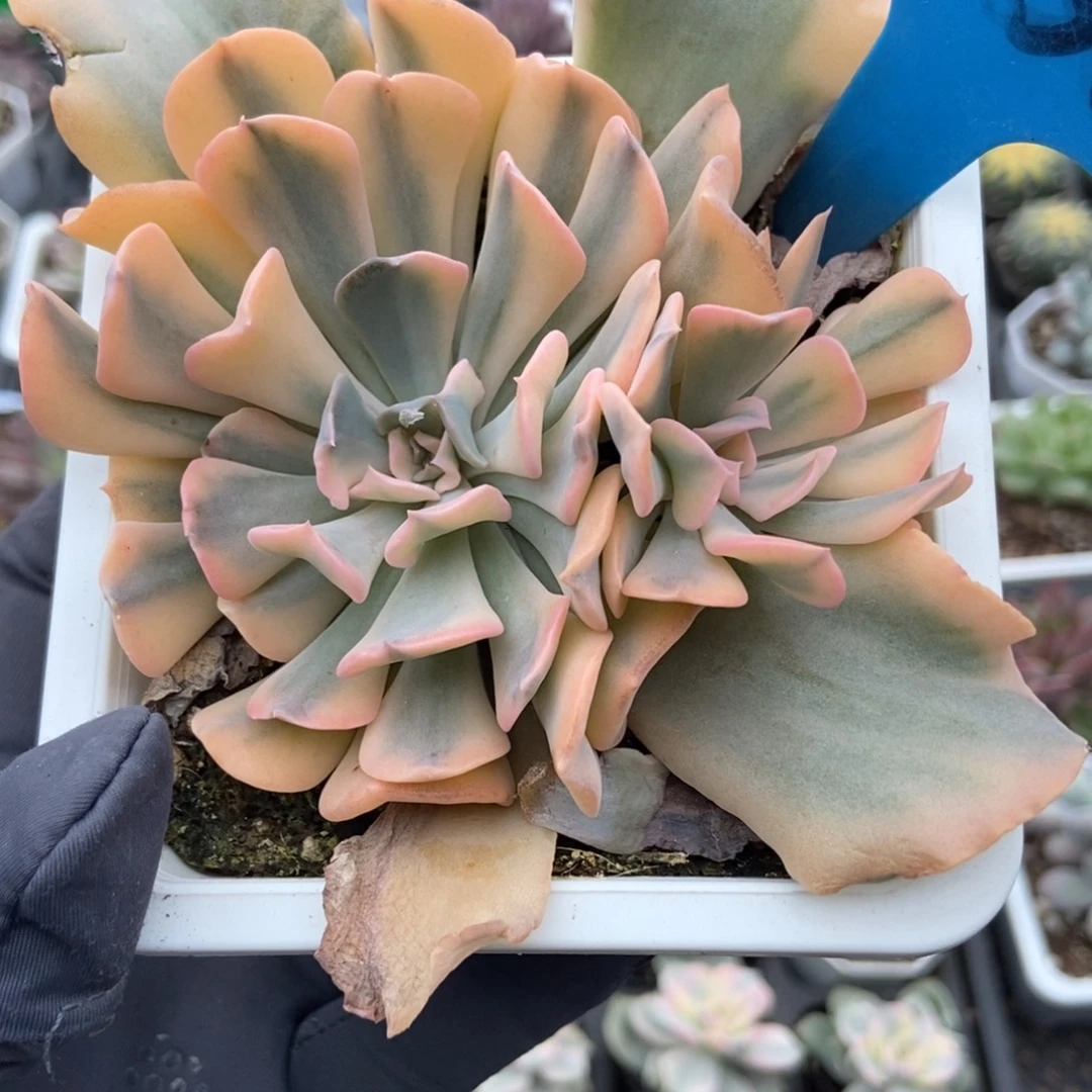 956利比亚锦多肉植物