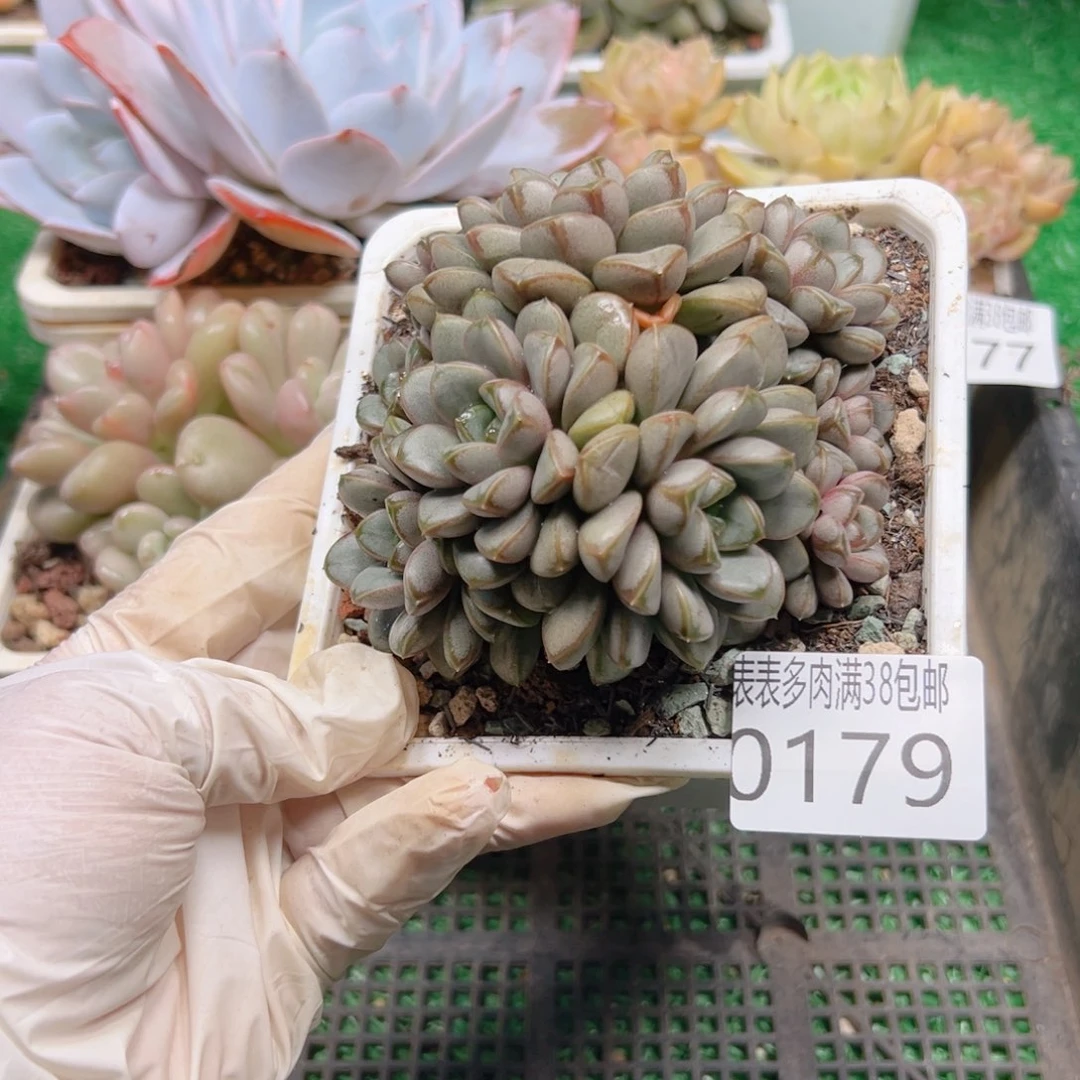 多肉一物一拍植物0179