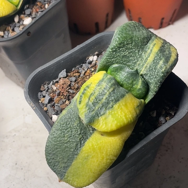 卧牛锦一物一拍4号