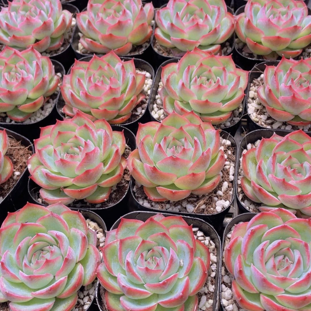 量拍37号 玫瑰花粉侧影单头一个