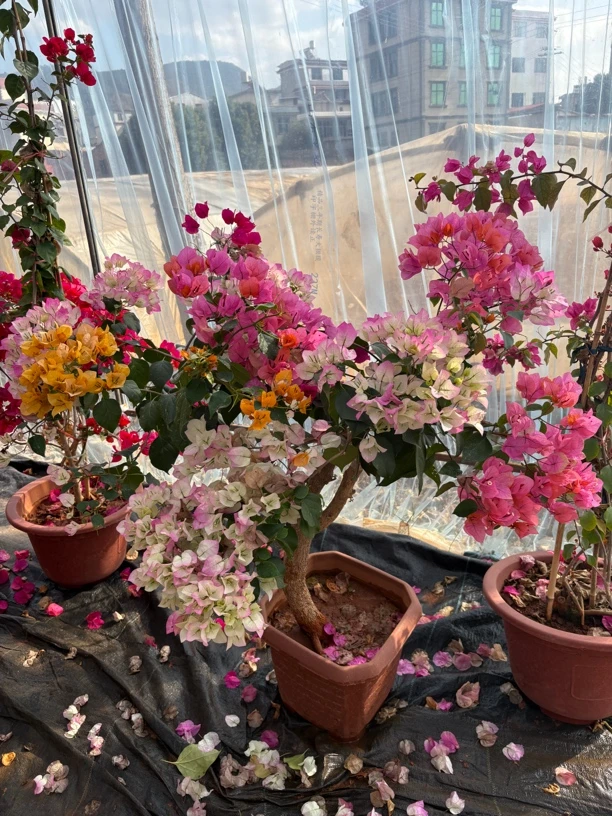 原生嫁接三角梅特别好养活