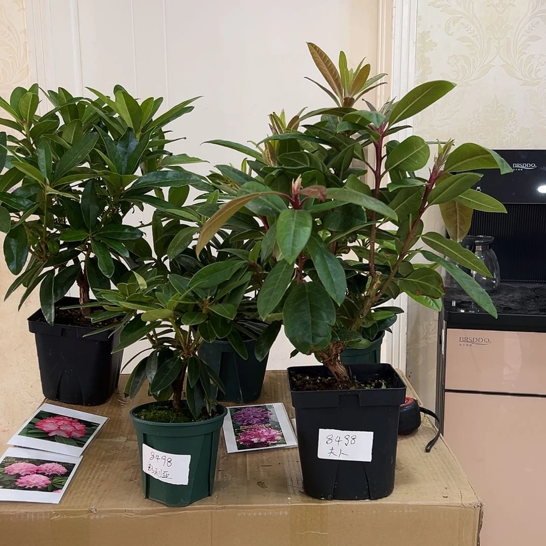 无花朵高山杜鹃2棵