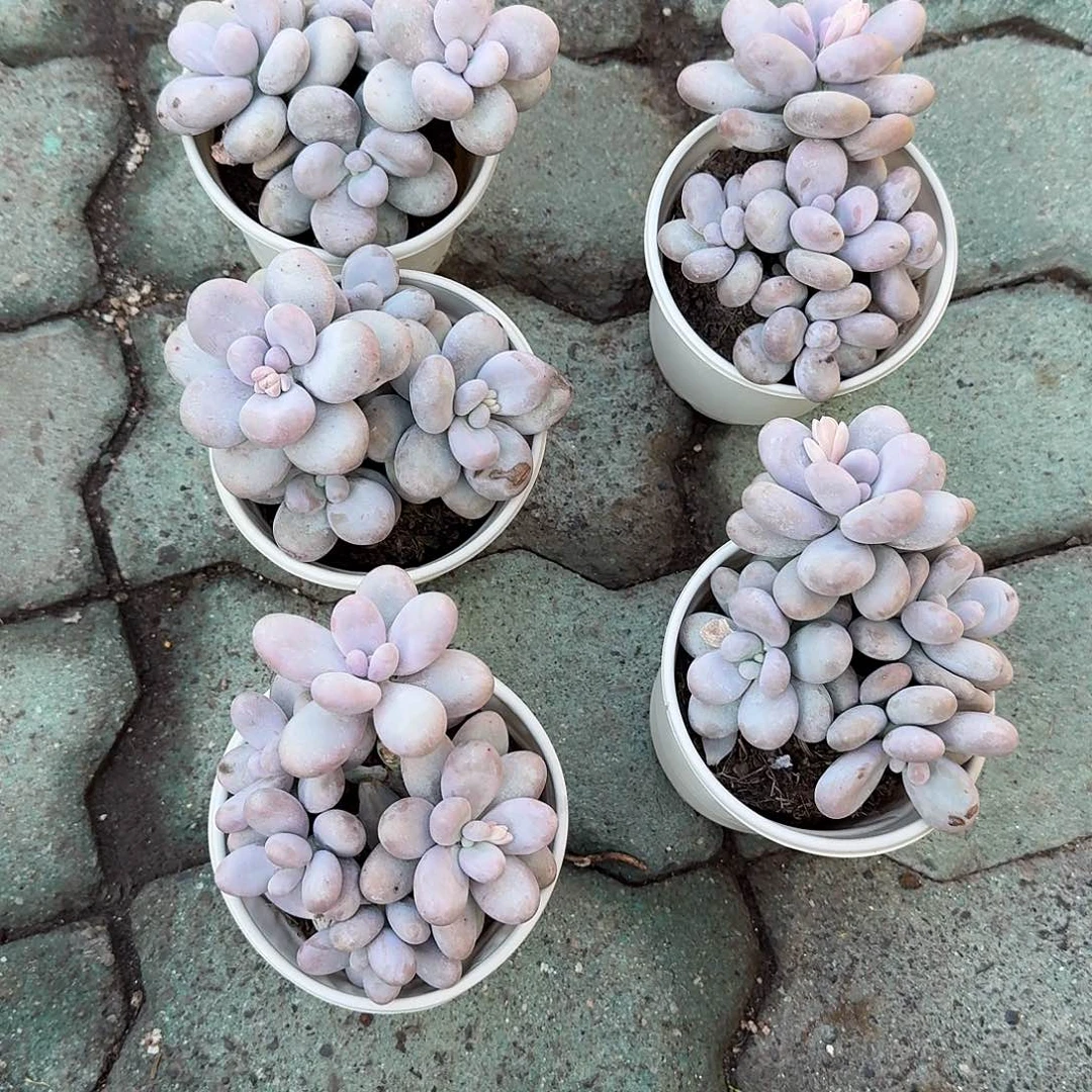 奶酪多肉植物净切